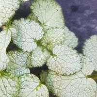 Lamium maculatum 'White Nancy'